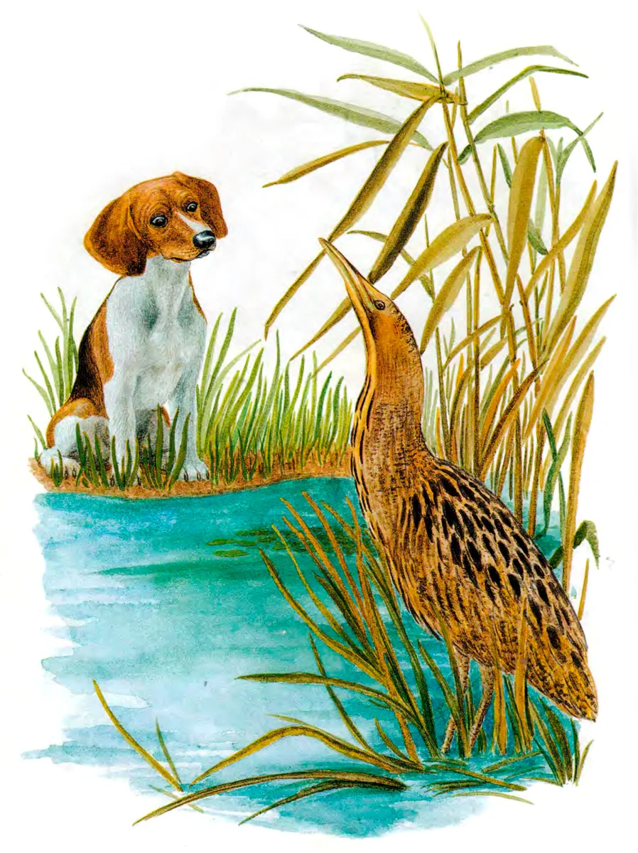 Птичка в воде и пёсик