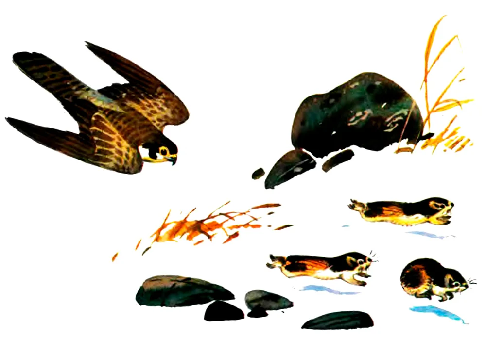 Птица летит за пеструшками