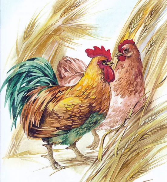 Куриный разговор