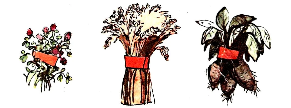 Пшеница и свекла