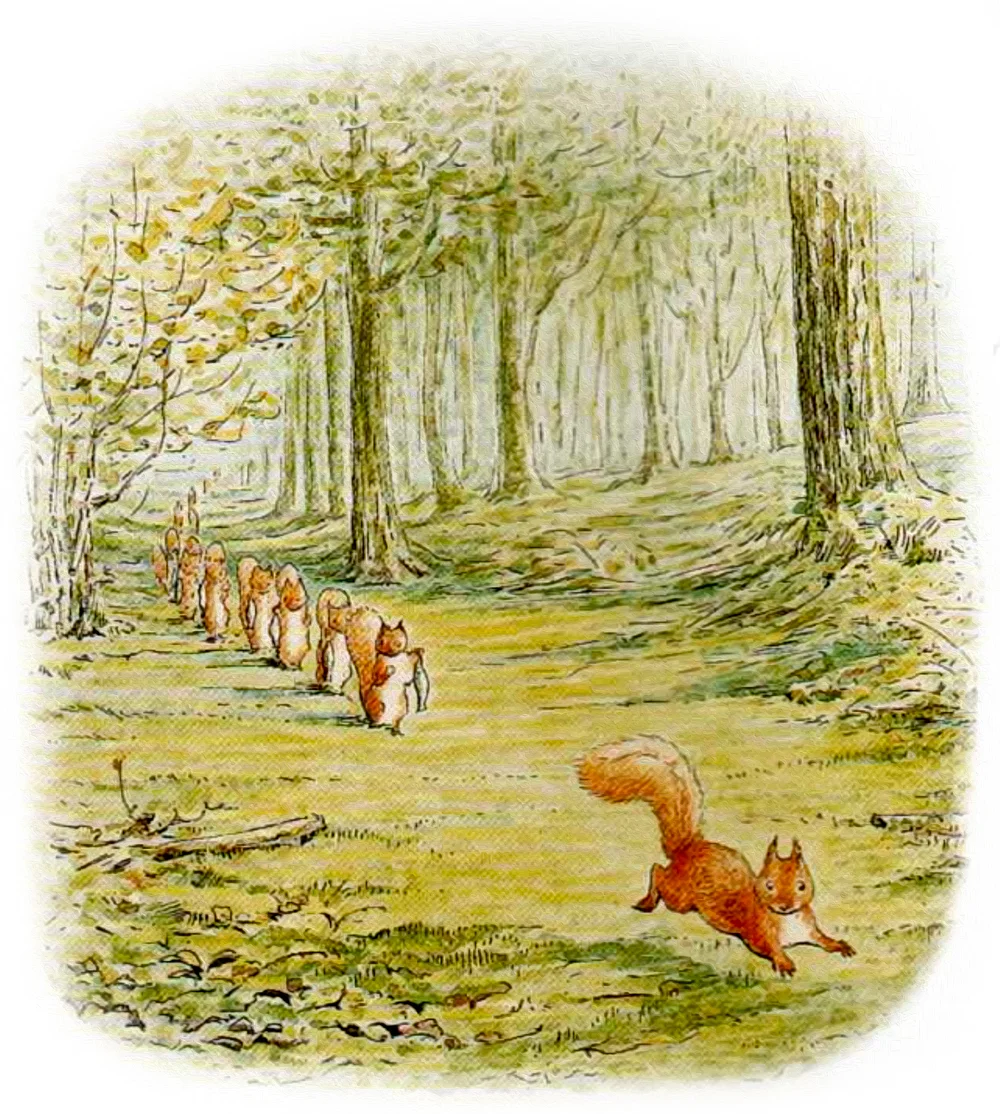 Белки идут по лесу