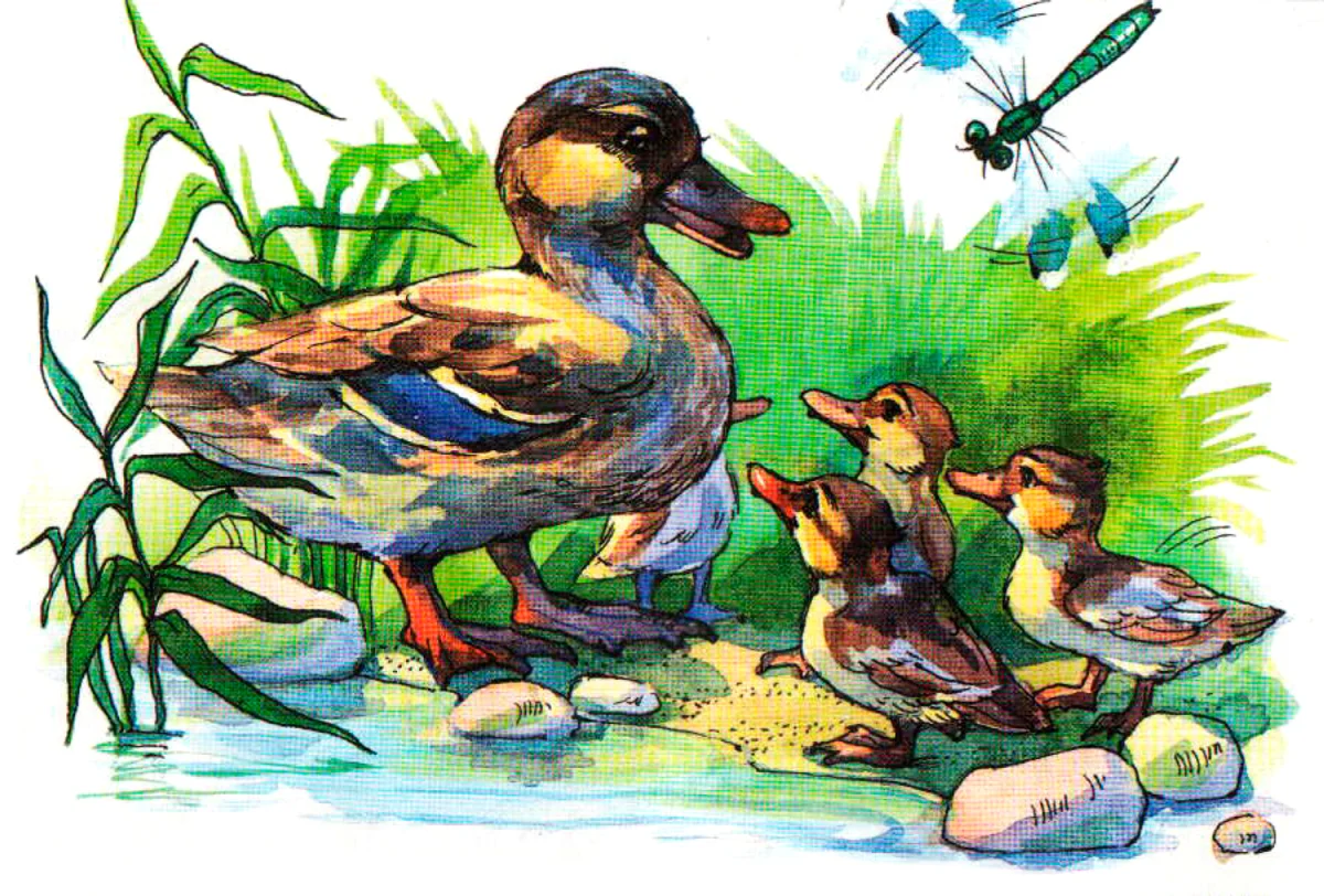 Мама утка с утятами