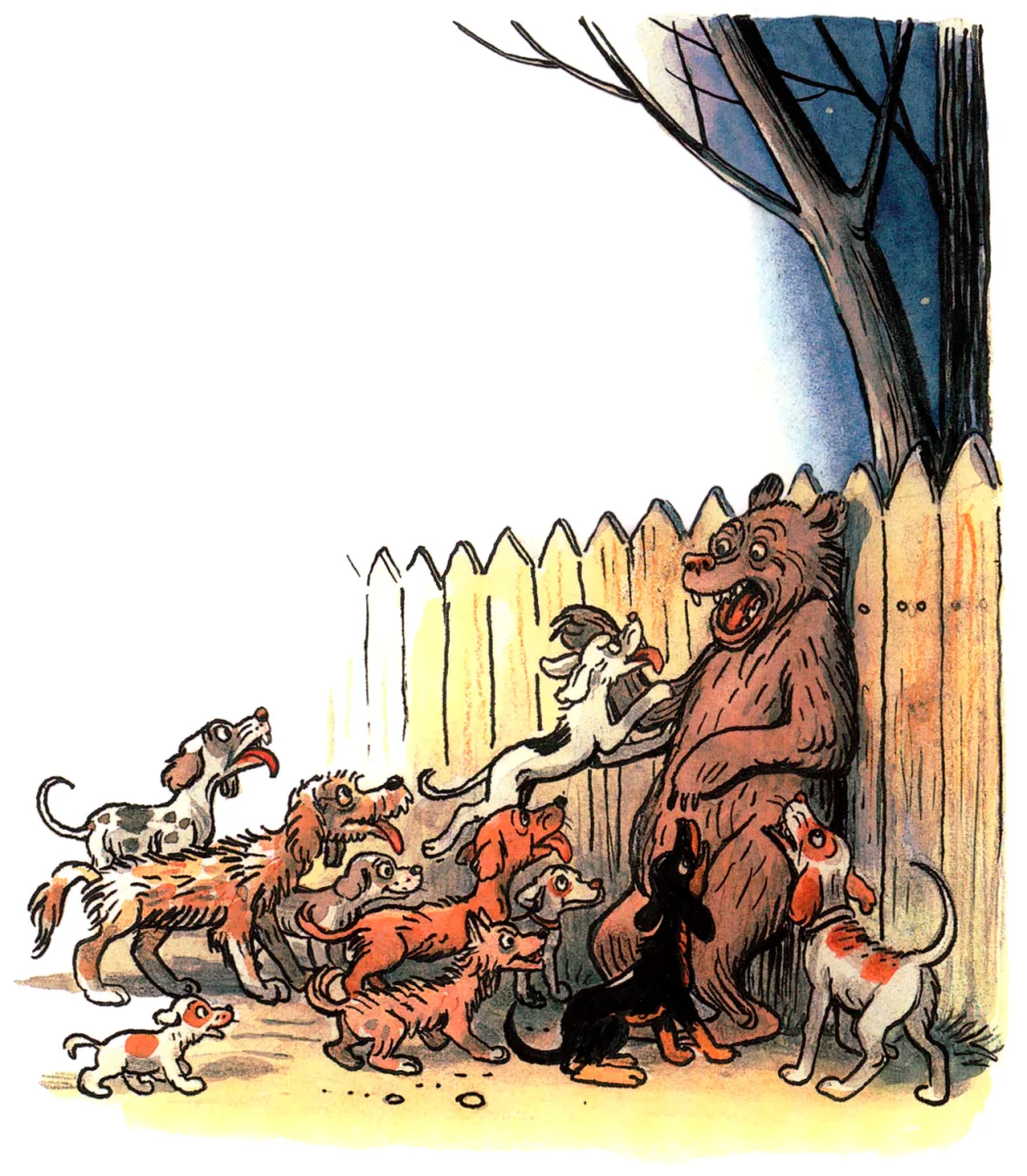 Собаки прижали медведя к забору