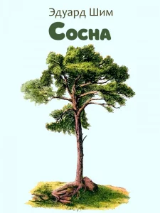 Сосна