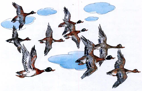 Лягушка-путешественница - картинка 6