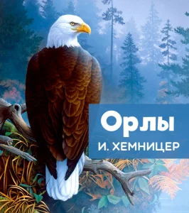 Орлы