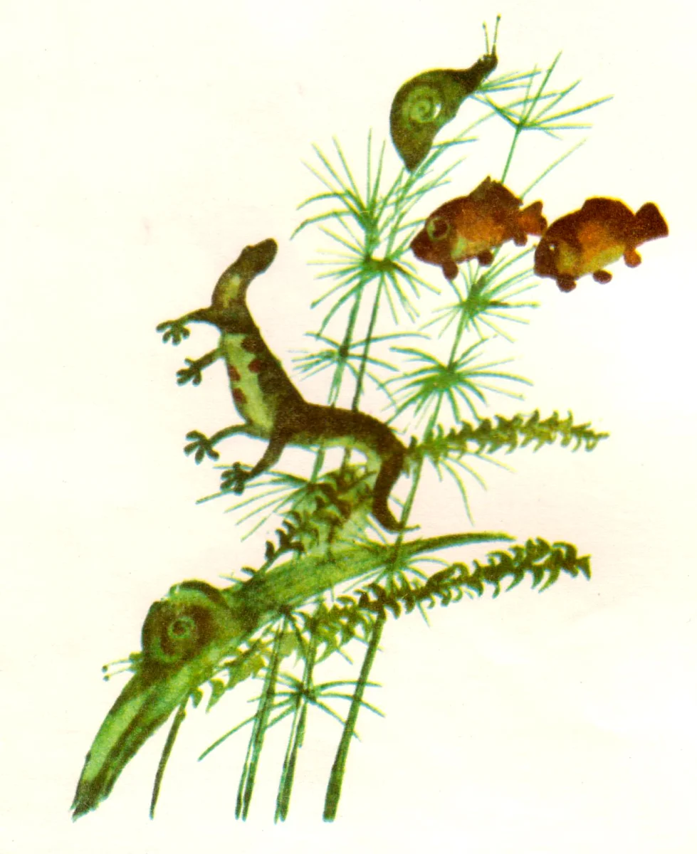 Водоросли и рыбки