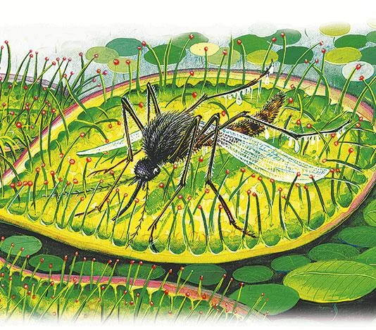 Росянка Комариная Смерть