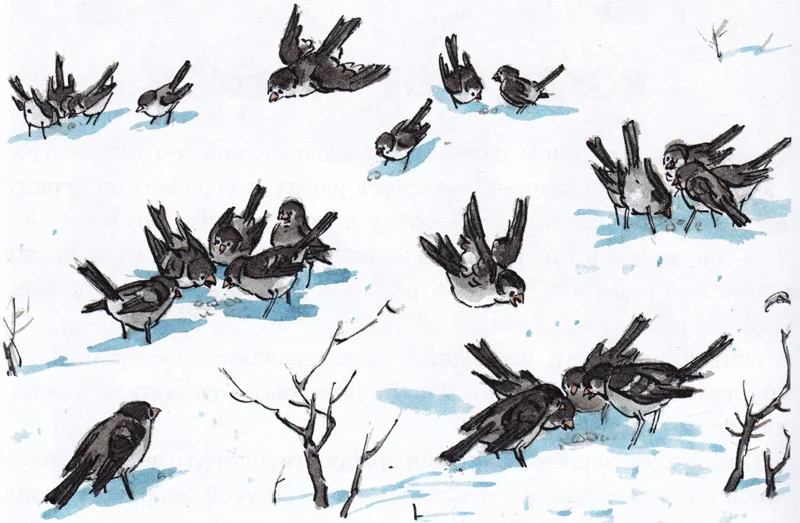 Воробьи клюют хлеб на снегу