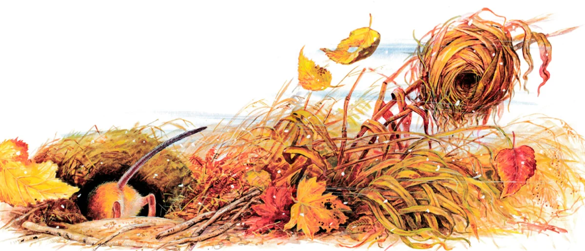 Мышонок роет себе норку