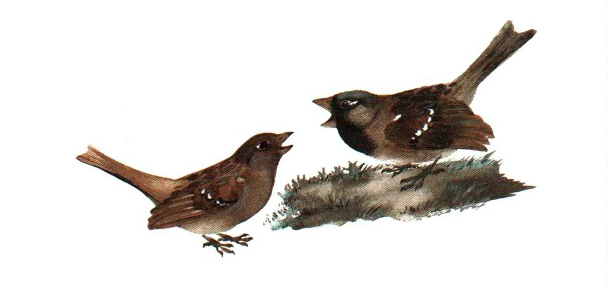 Два воробья