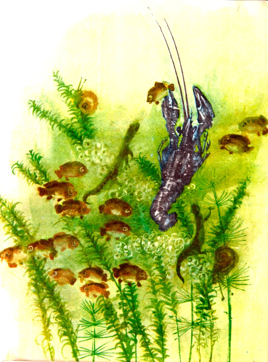 Рак в водорослях