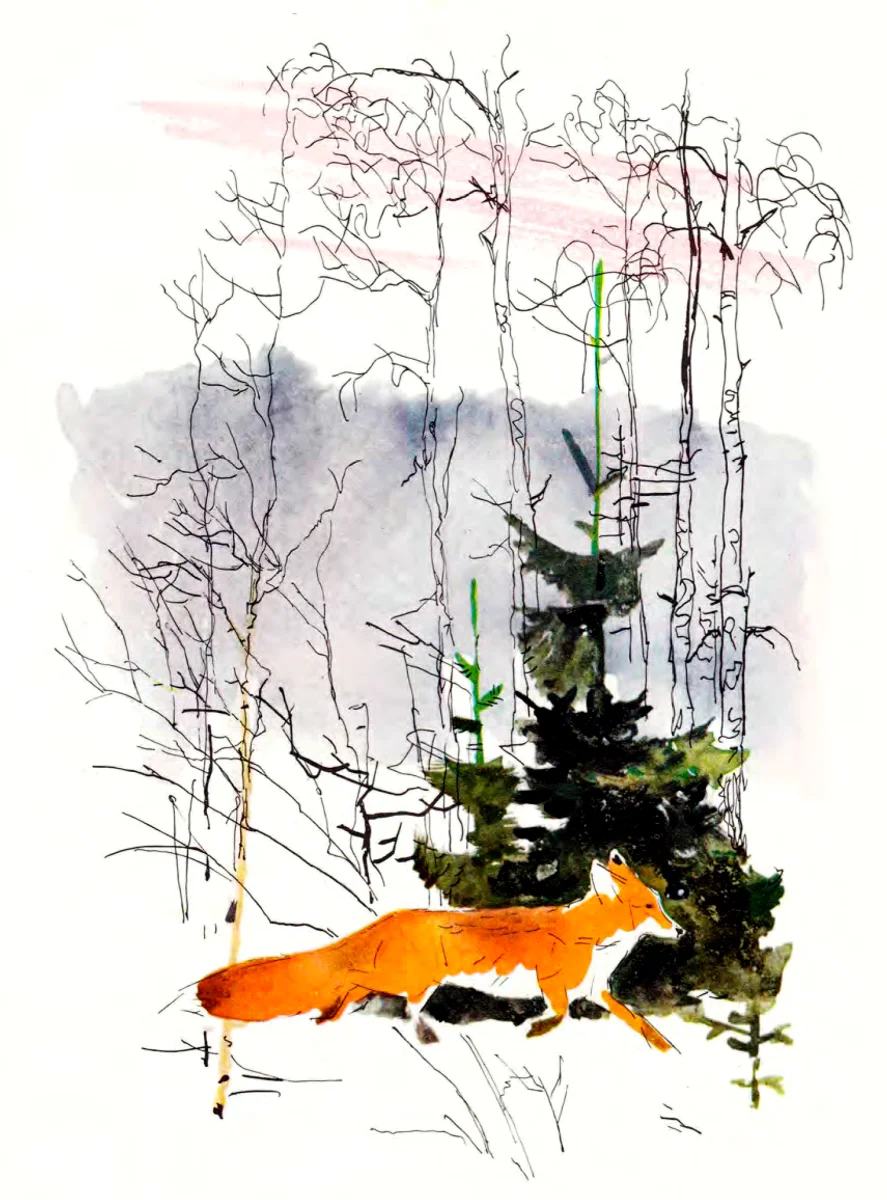 Рыжая лисичка бежит по снегу