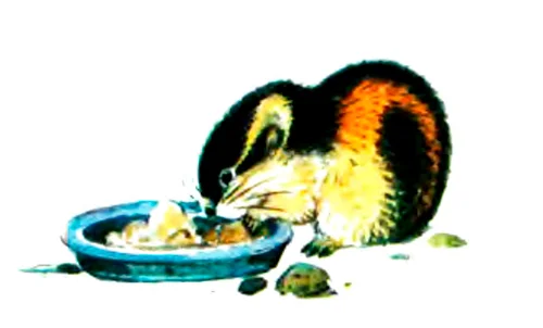 Маленькая пеструшка