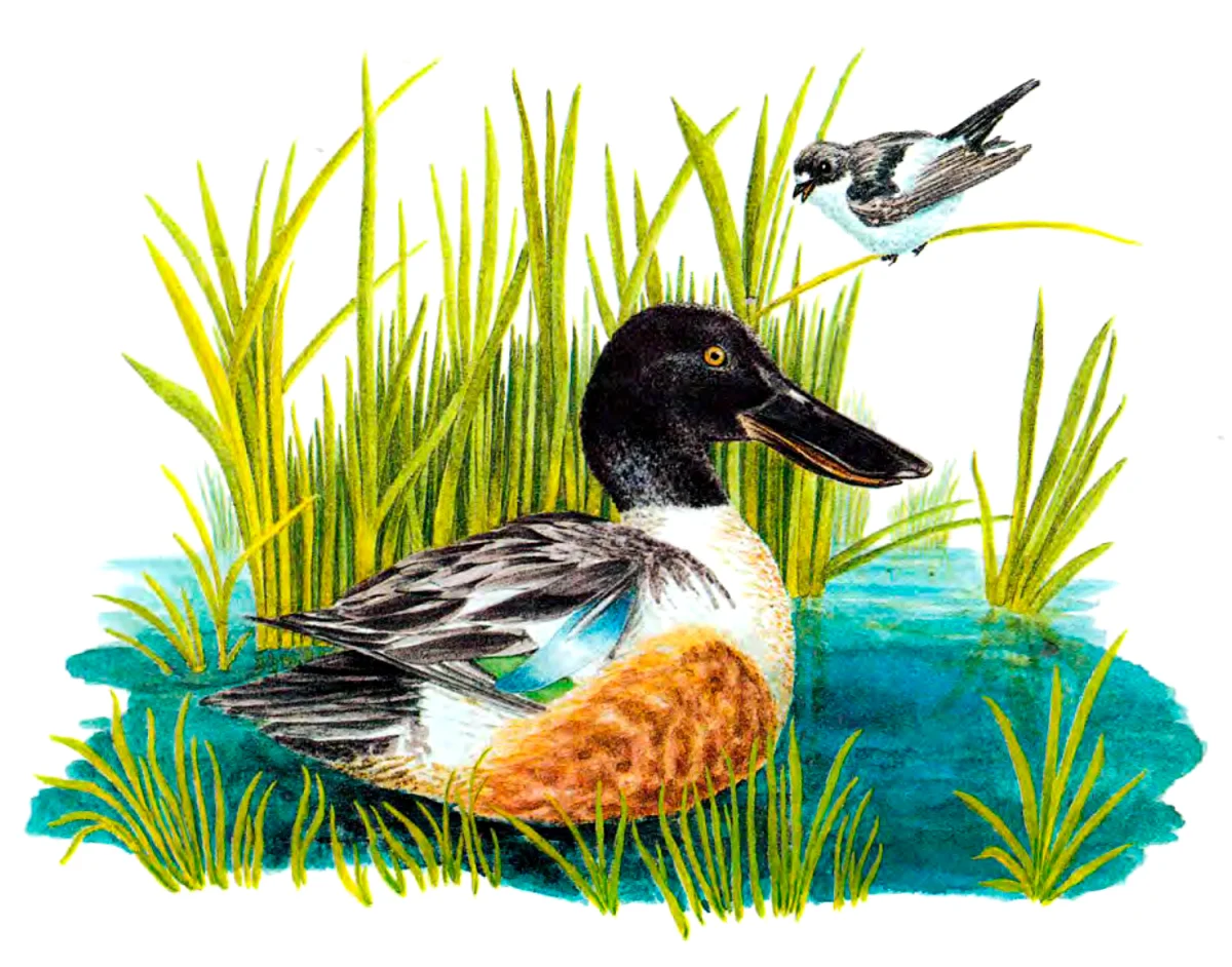 Уточка в воде