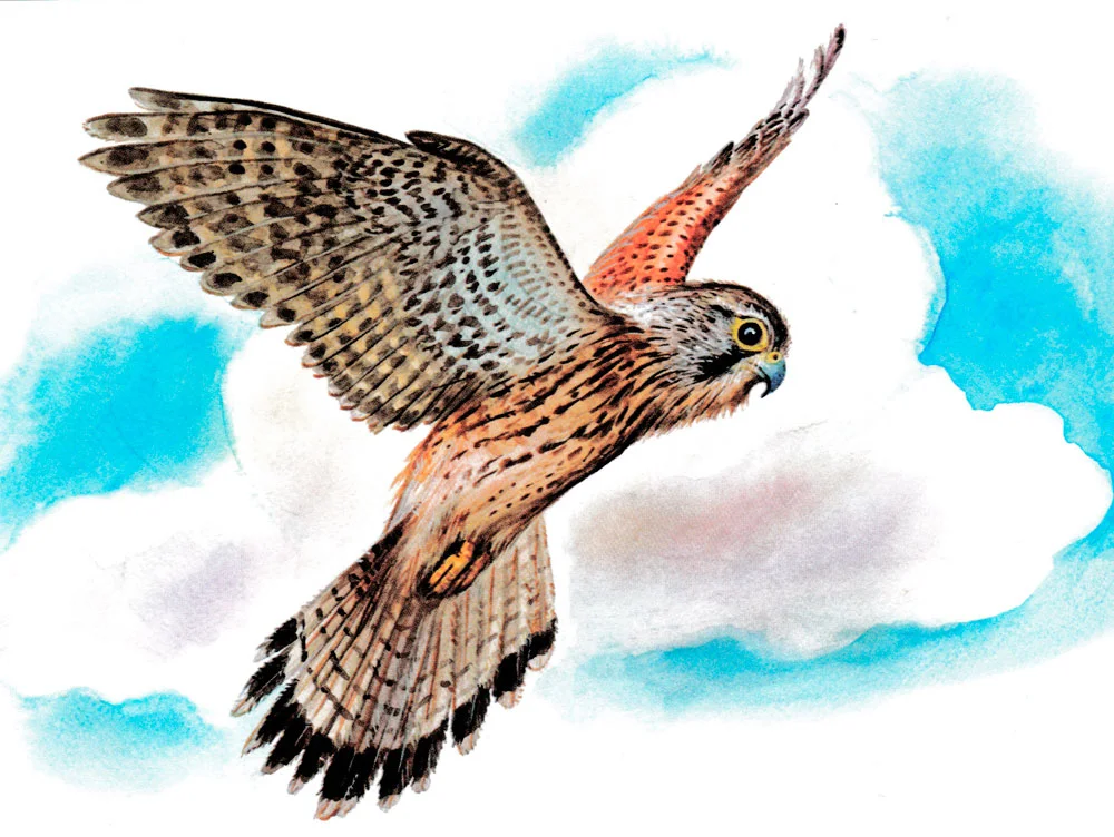 Птица трясучка