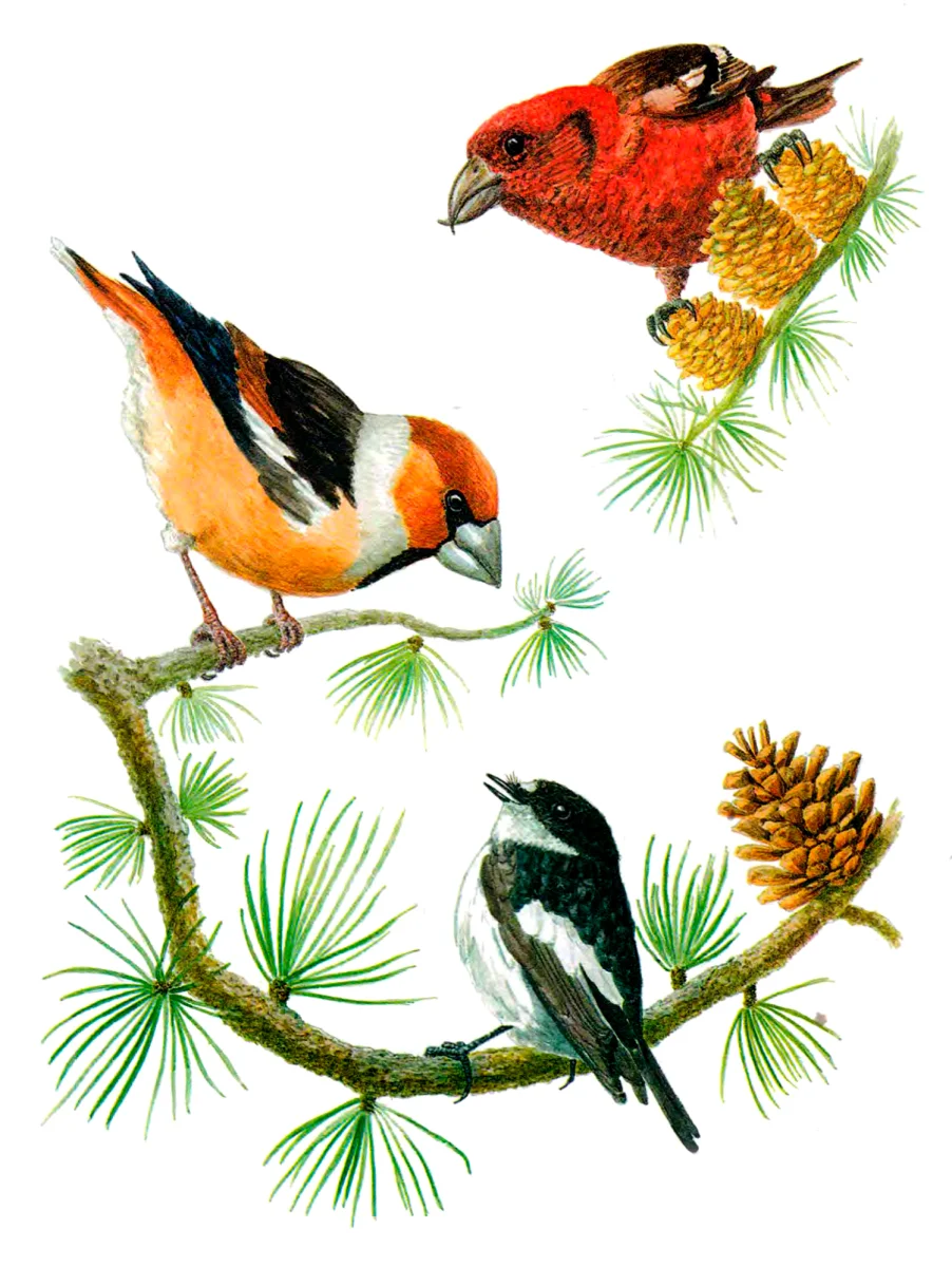 Три птички сидят на ветке