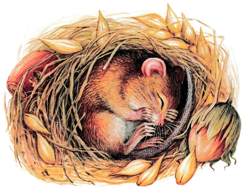 Мышонок Пик спит