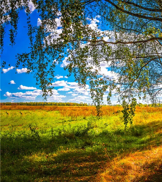 Моя родина