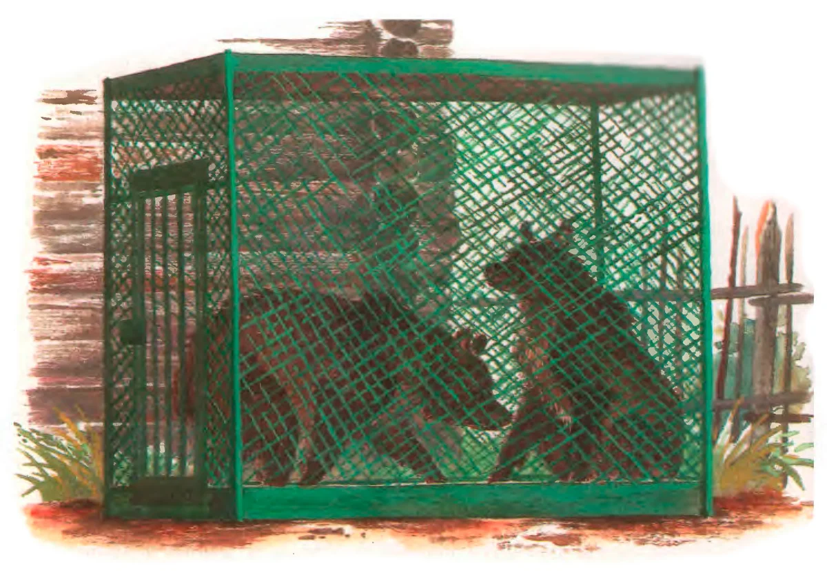 Медведи в клетке