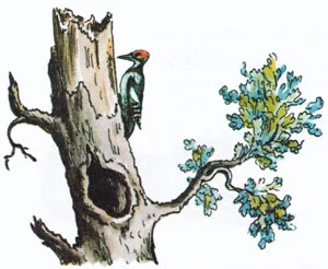Дятел долбит дерево