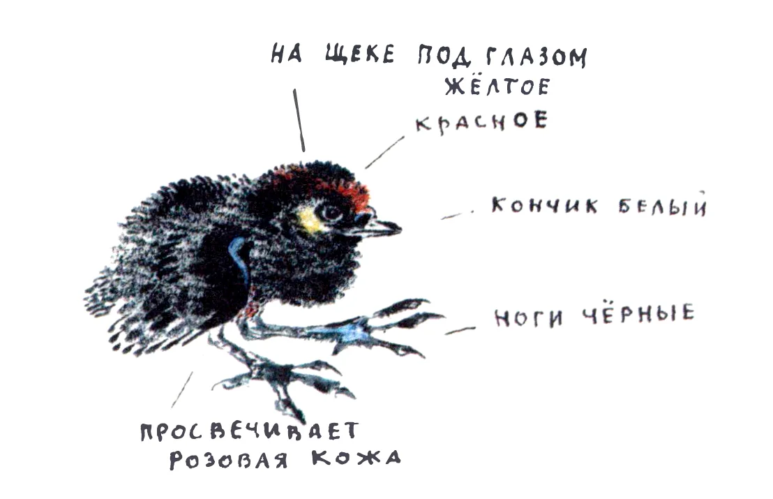 Лысушонок