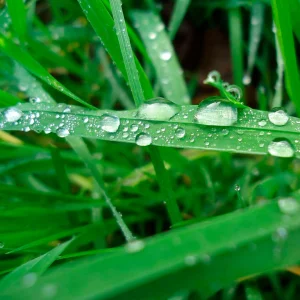 Какая бывает роса на траве