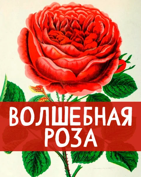 Волшебная роза