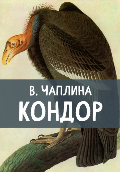 Кондор