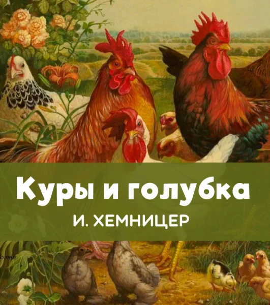 Куры и голубка