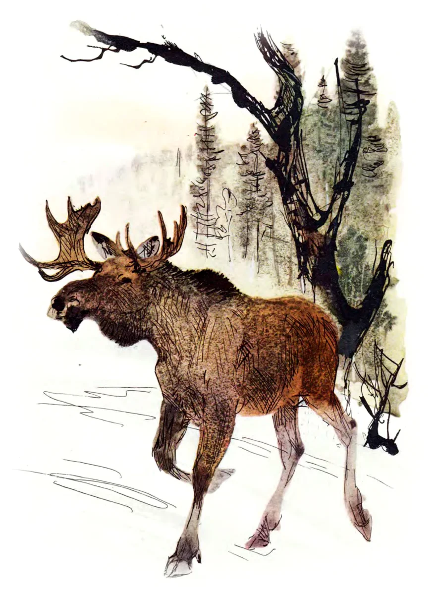 Лось бежит в лесу