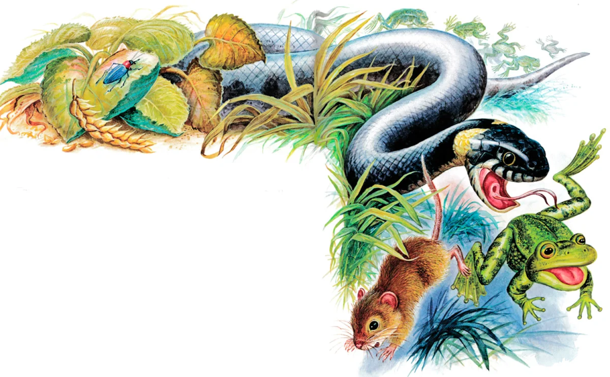 Змея охотится на лягушку