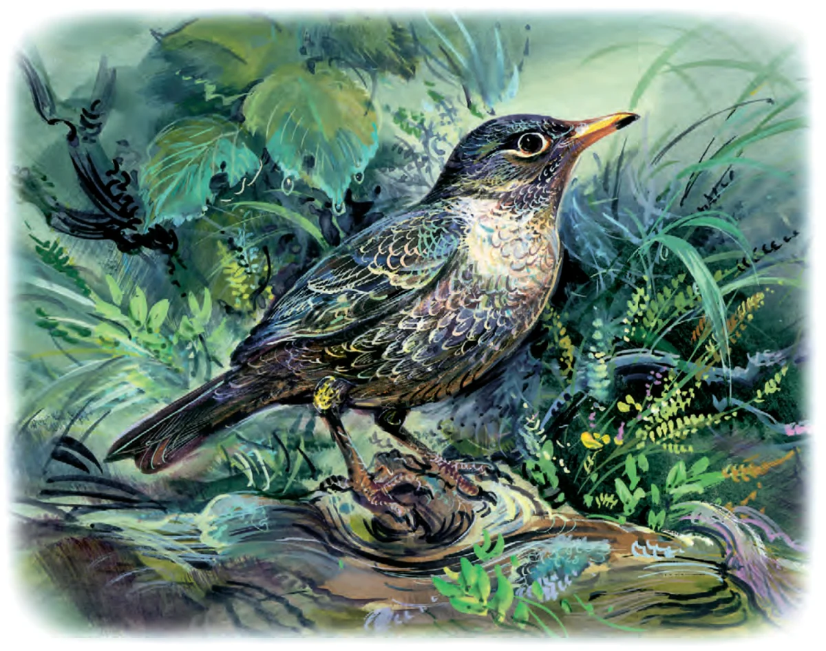 Маленькая птичка дрозд