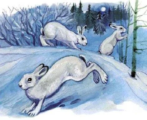 Зайцы