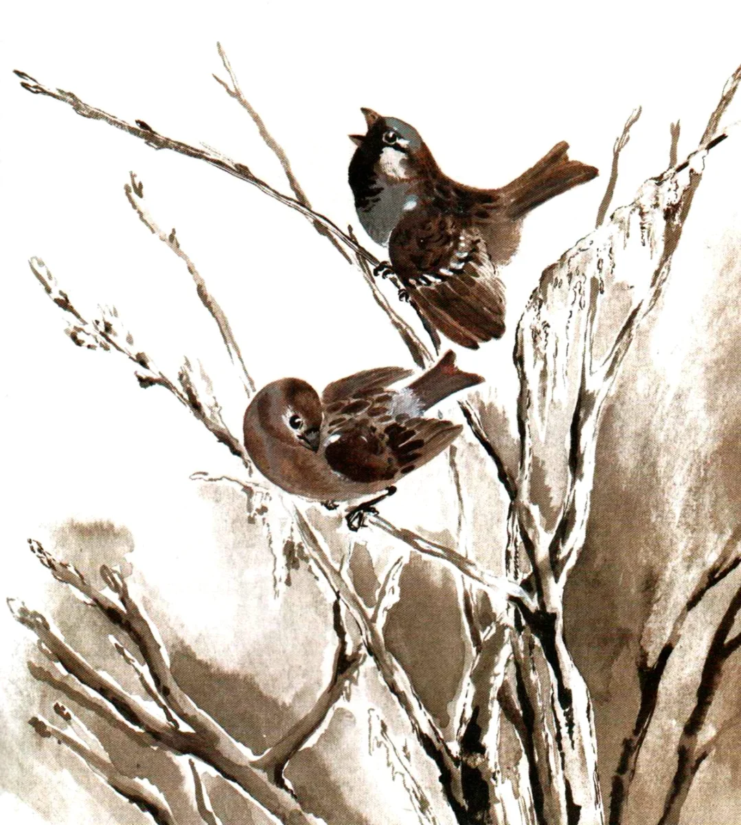 Воробьи на вербе