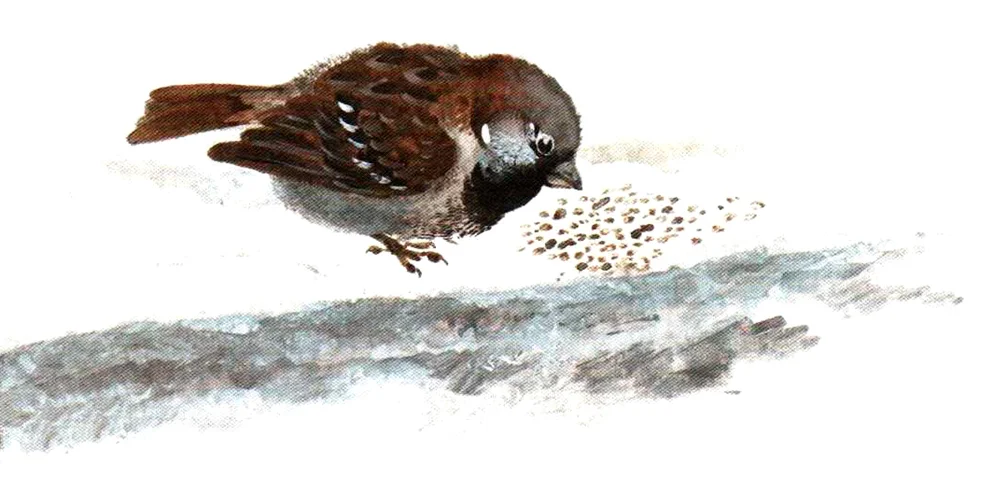 Воробей на тропинке