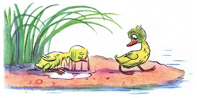 Цыпленок и утенок, фото 12