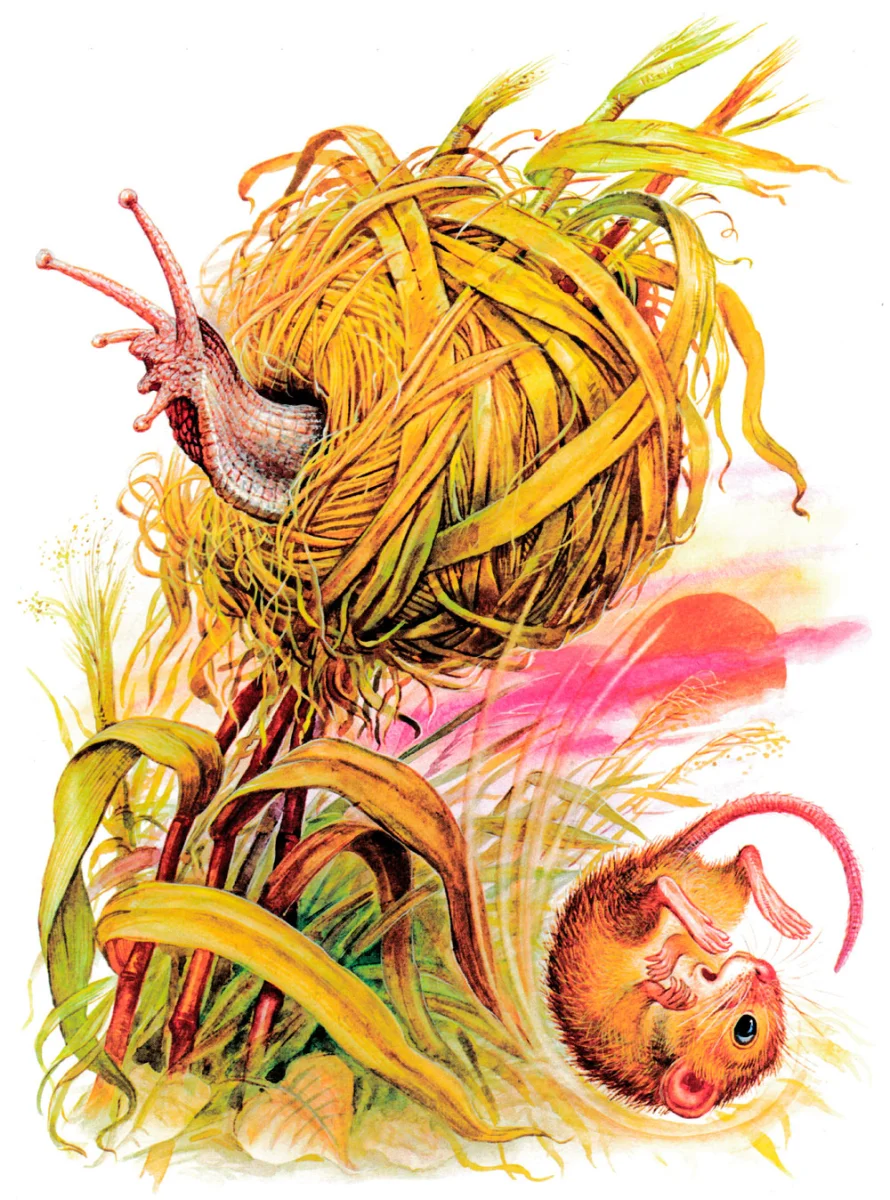 Слизняк залез в домик к мышонку