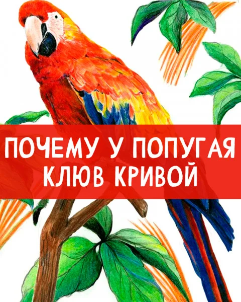 Почему у попугая клюв кривой