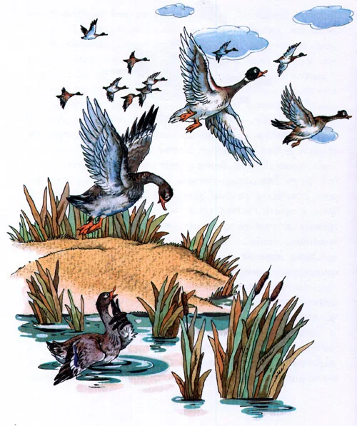 Серая шейка - картинка 4