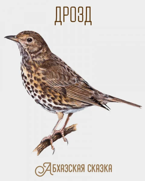 Дрозд