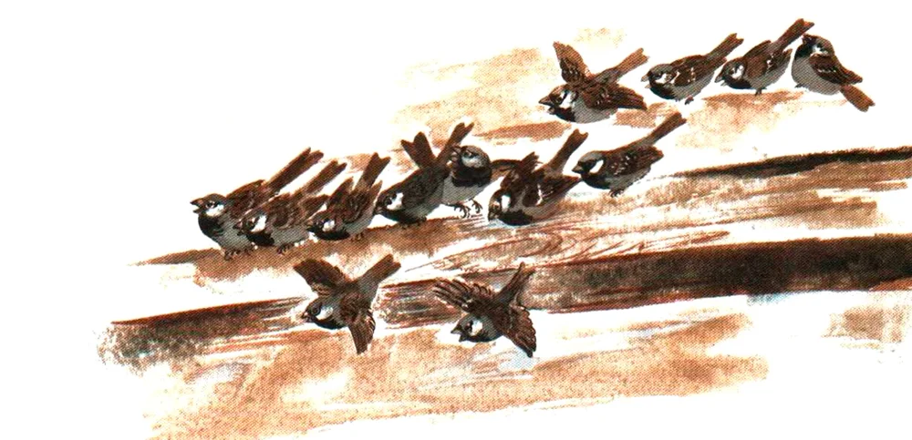 Воробьи под крышей