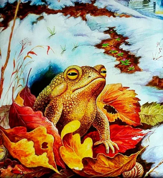 Лягушонок