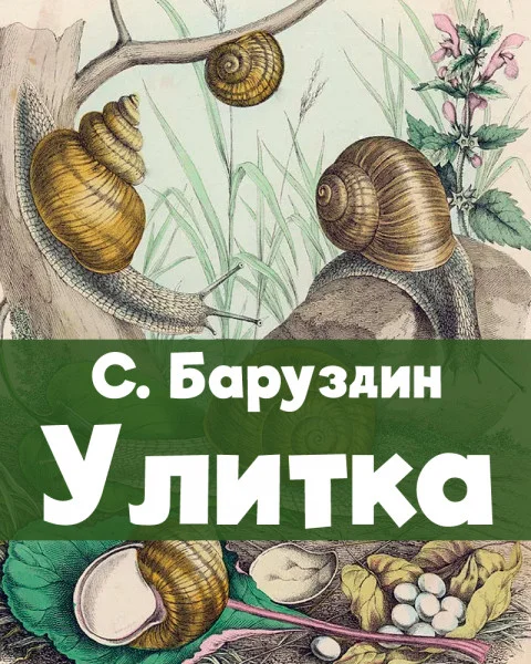 Улитка