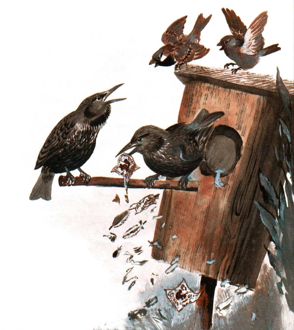 Скворцы в скворечнике