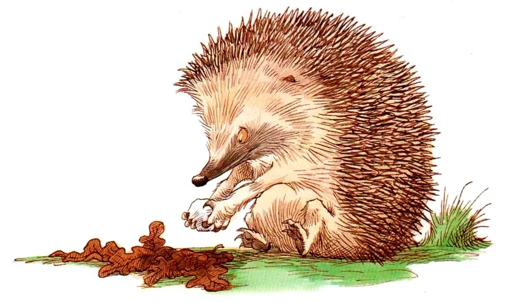 Ежик взял снежок