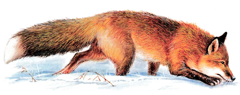 Лиса нюхает следы