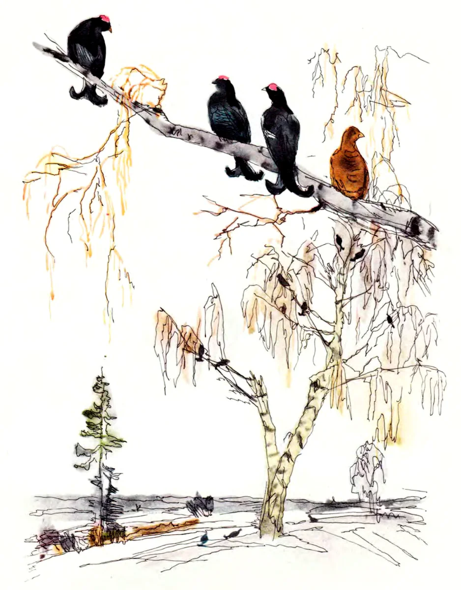 Тетерева на березе