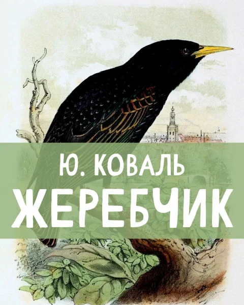 Жеребчик