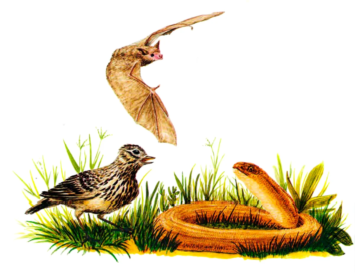 Летучая мышь и птичка с ящеркой